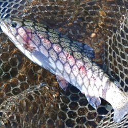 高原の管理釣り場で夏のトラウト ～平谷湖フィッシングスポット～